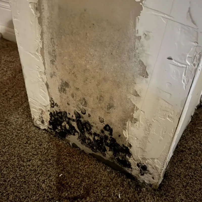 Professional Mold Removal in Aurora, IN